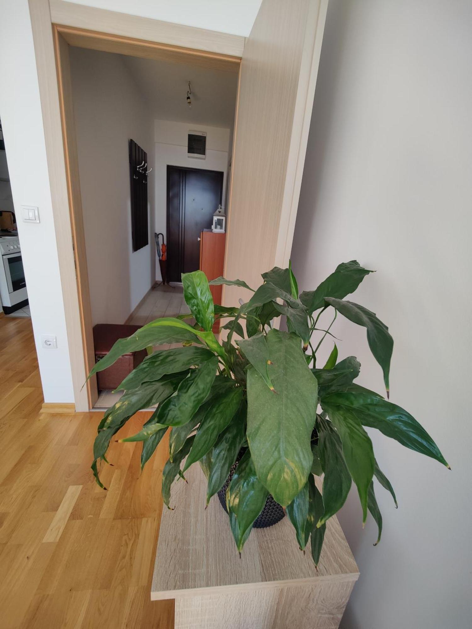 Apartman Aleksic Nis Luaran gambar