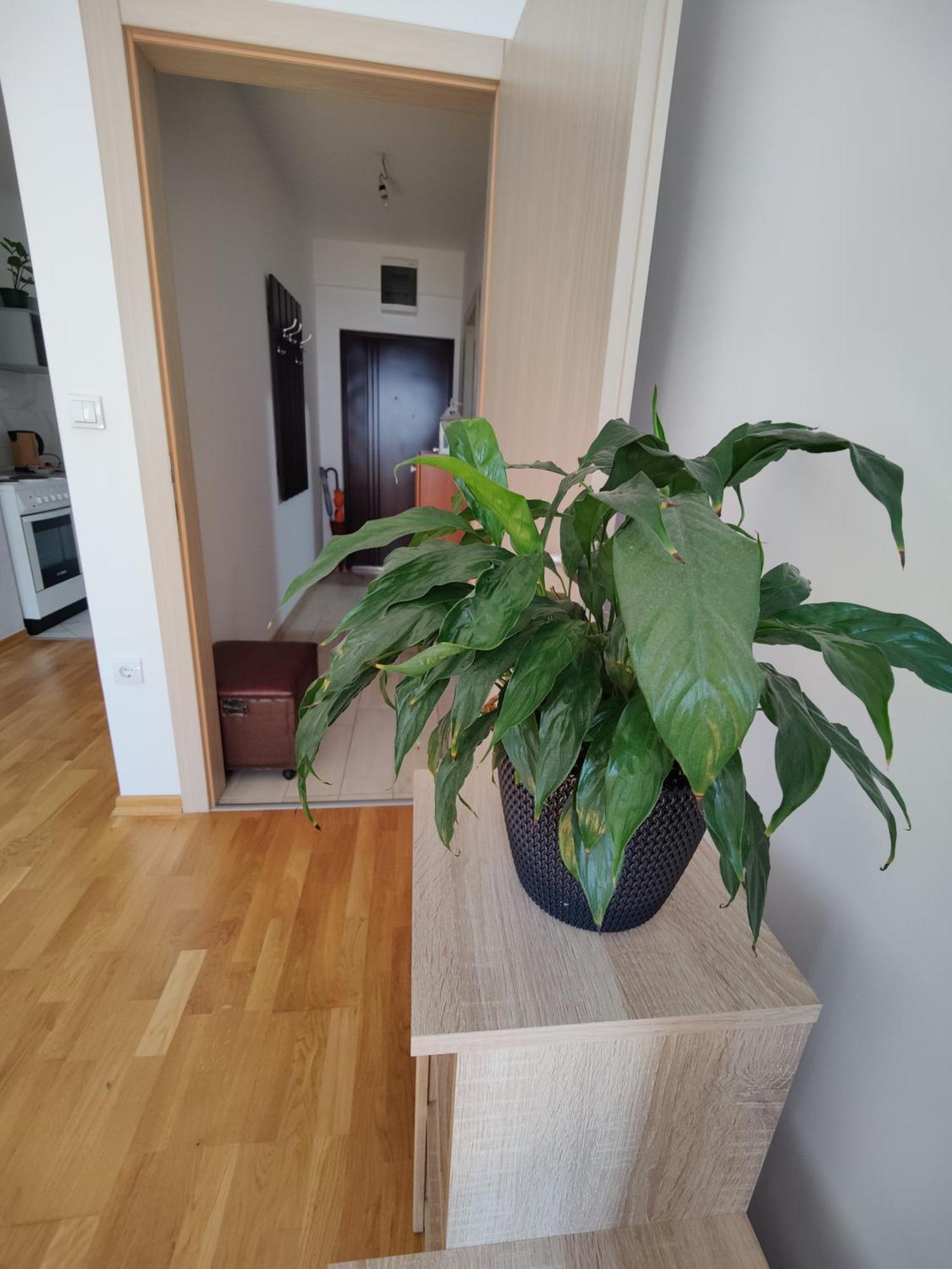 Apartman Aleksic Nis Luaran gambar